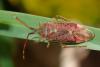 Pantilius tunicatus